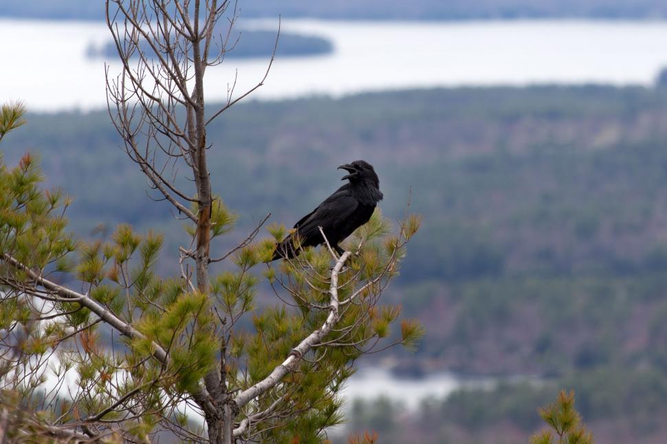 Free Image of Crow perched on a pine tree branch 