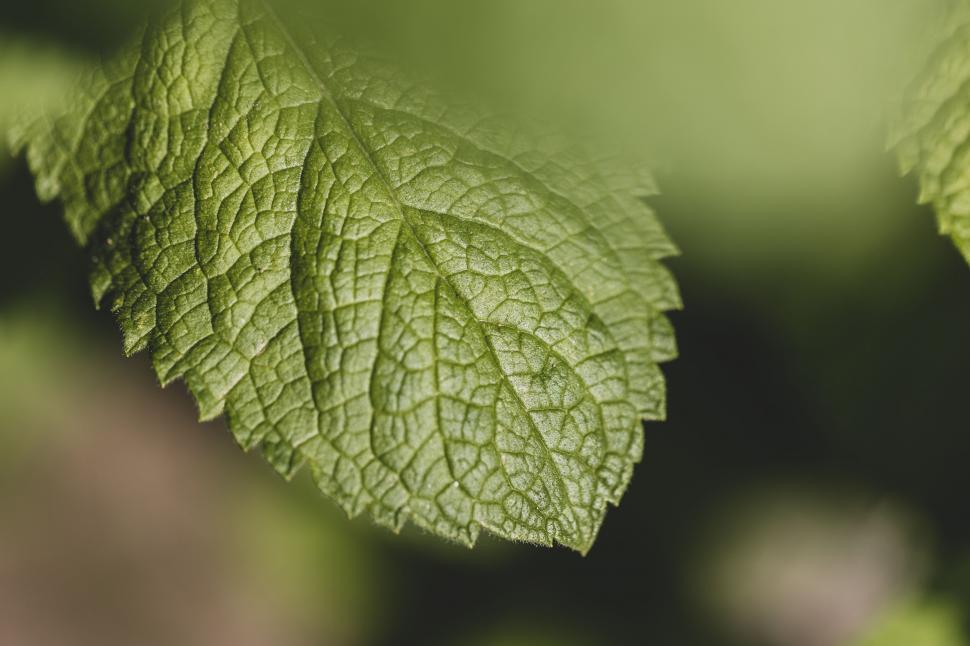 Free Image of Close-up of a green leaf s texture 
