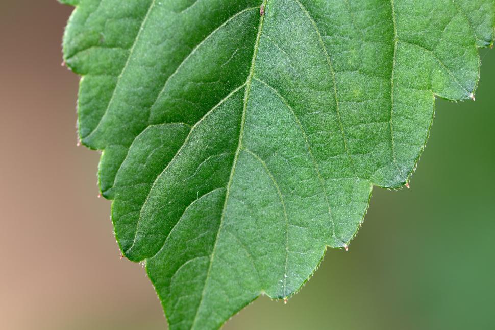 Free Image of Macro image of a green leaf structure 