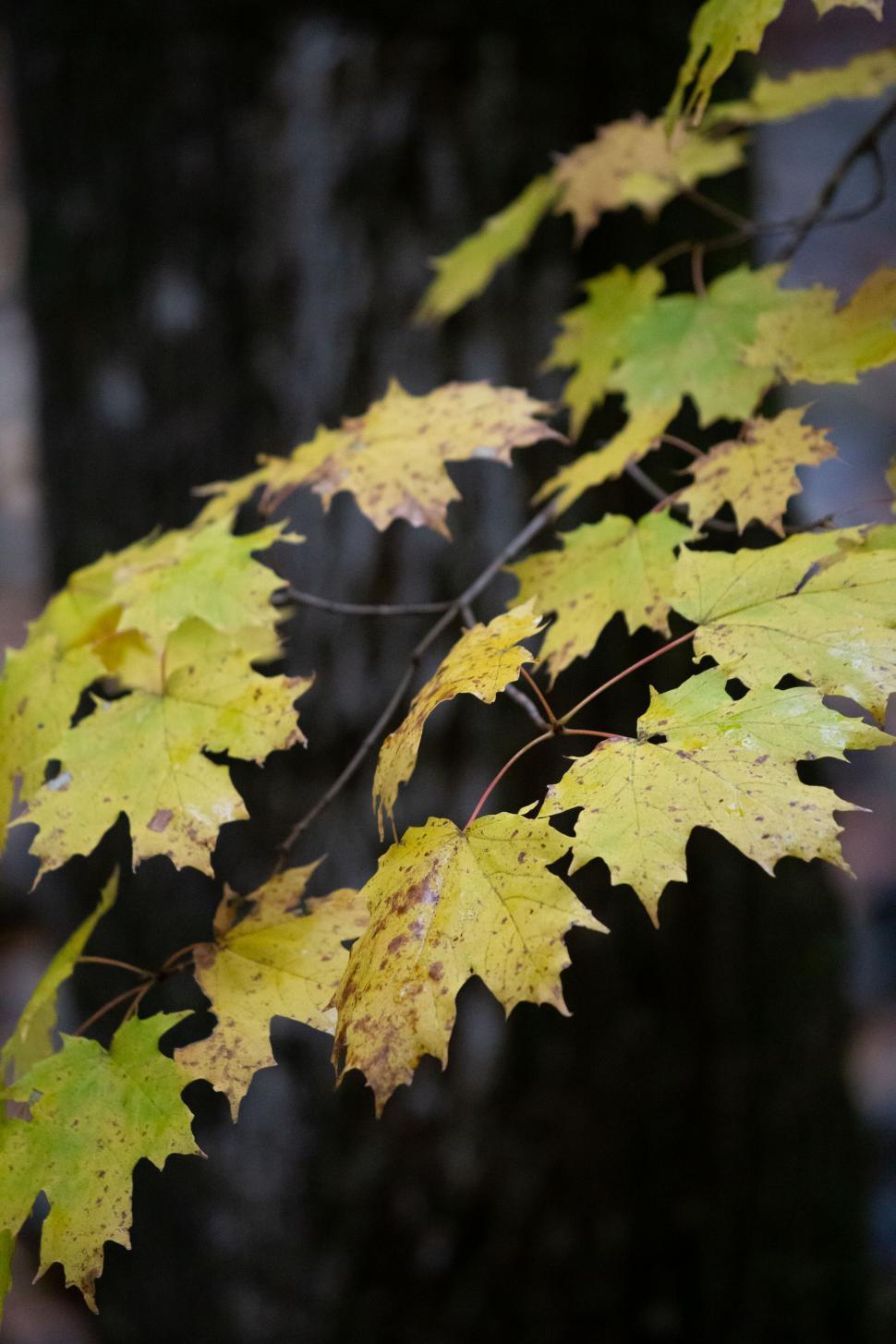 Free Image of Delicate green leaves with raindrops 