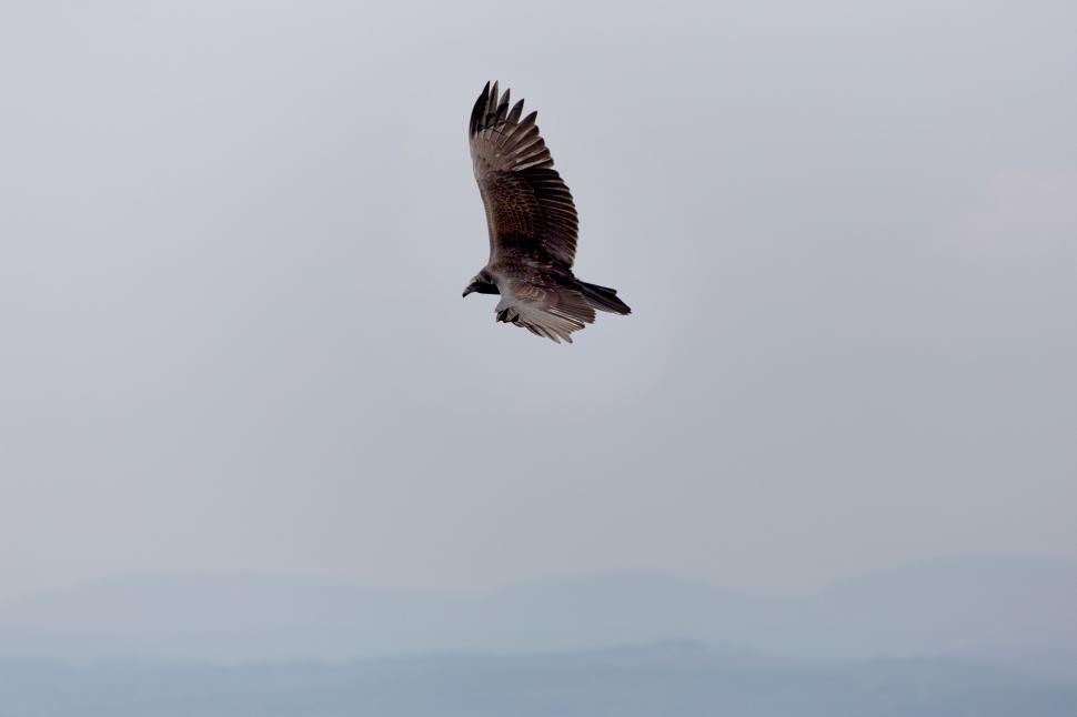 Free Image of Majestic bird soaring high in the sky 