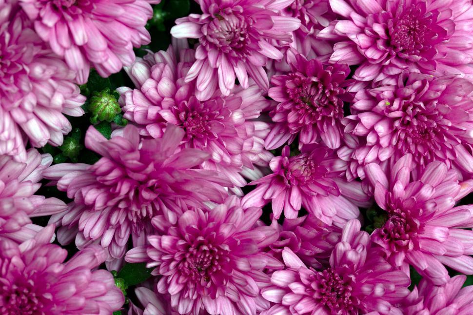 Free Image of Cluster of purple chrysanthemums in full bloom 