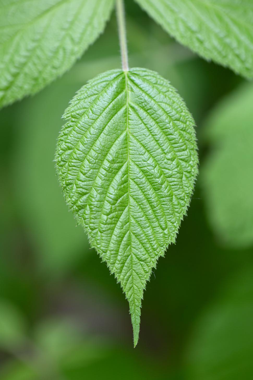 Free Image of Green leaf with intricate vein texture in close-up 