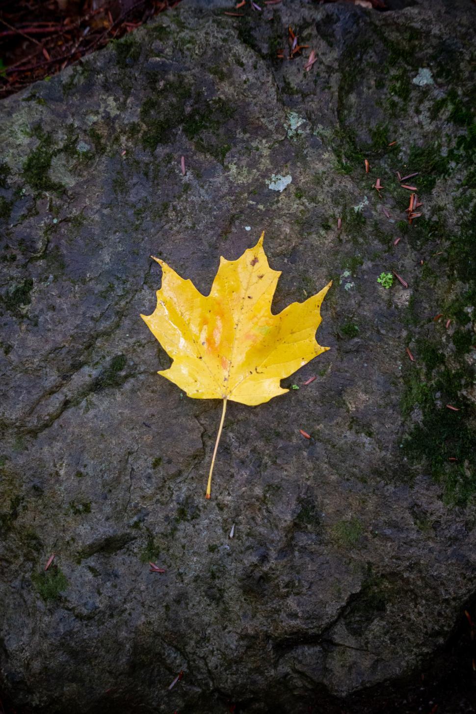 Free Image of Single yellow maple leaf on a rock 