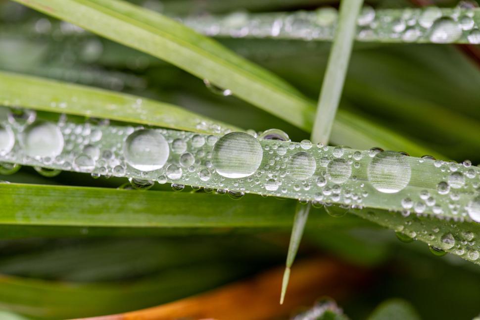 Free Image of Raindrops clinging to green grass blades 