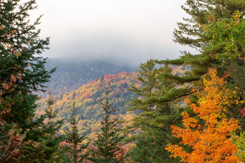 Free Image of Autumn foliage in a misty forest 