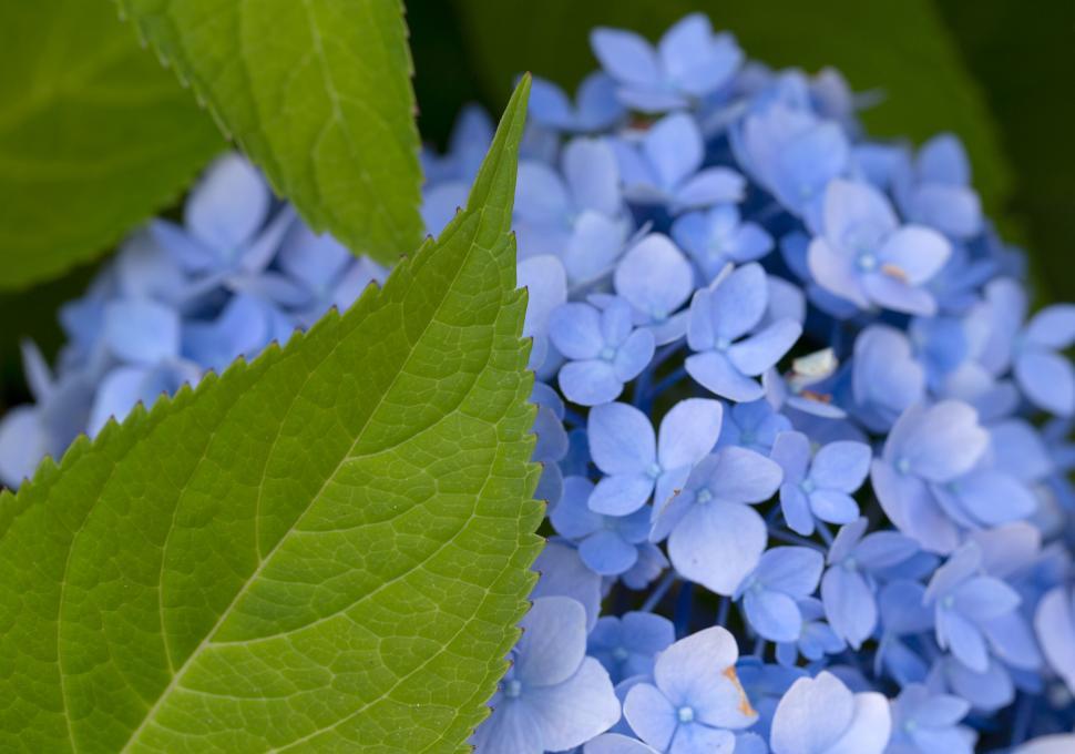 Free Image of Vibrant blue hydrangea flowers and green leaves 