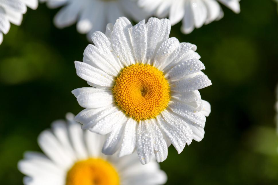 Free Image of Vibrant daisy flower with dewdrops close-up 