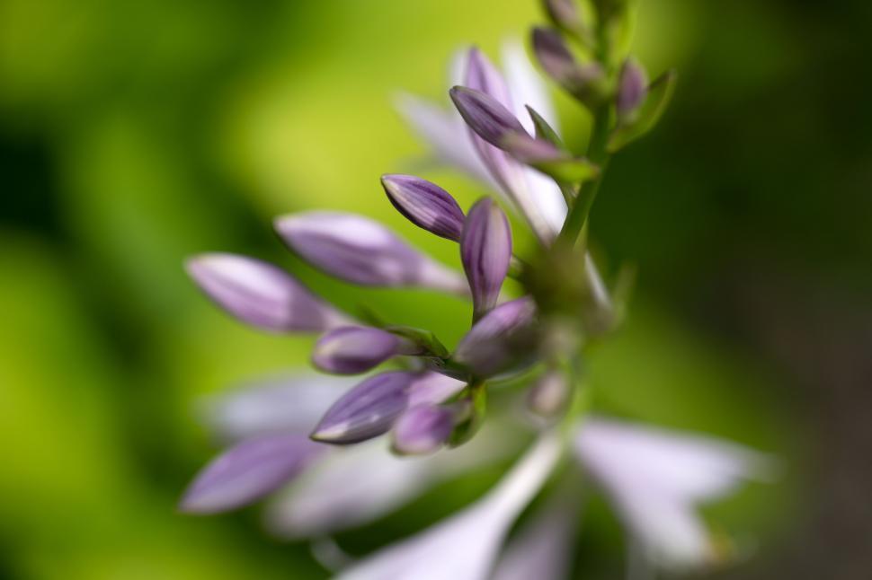 Free Image of Close-up of a delicate purple flower 