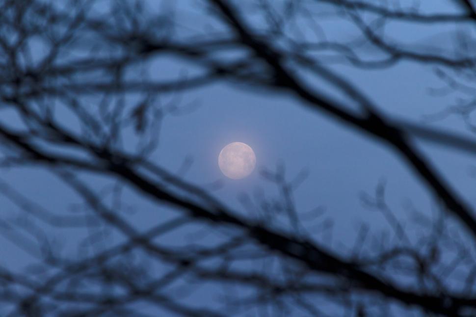 Free Image of Mysterious moon seen through bare branches 