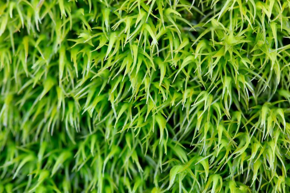 Free Image of Lush green moss texture close-up 