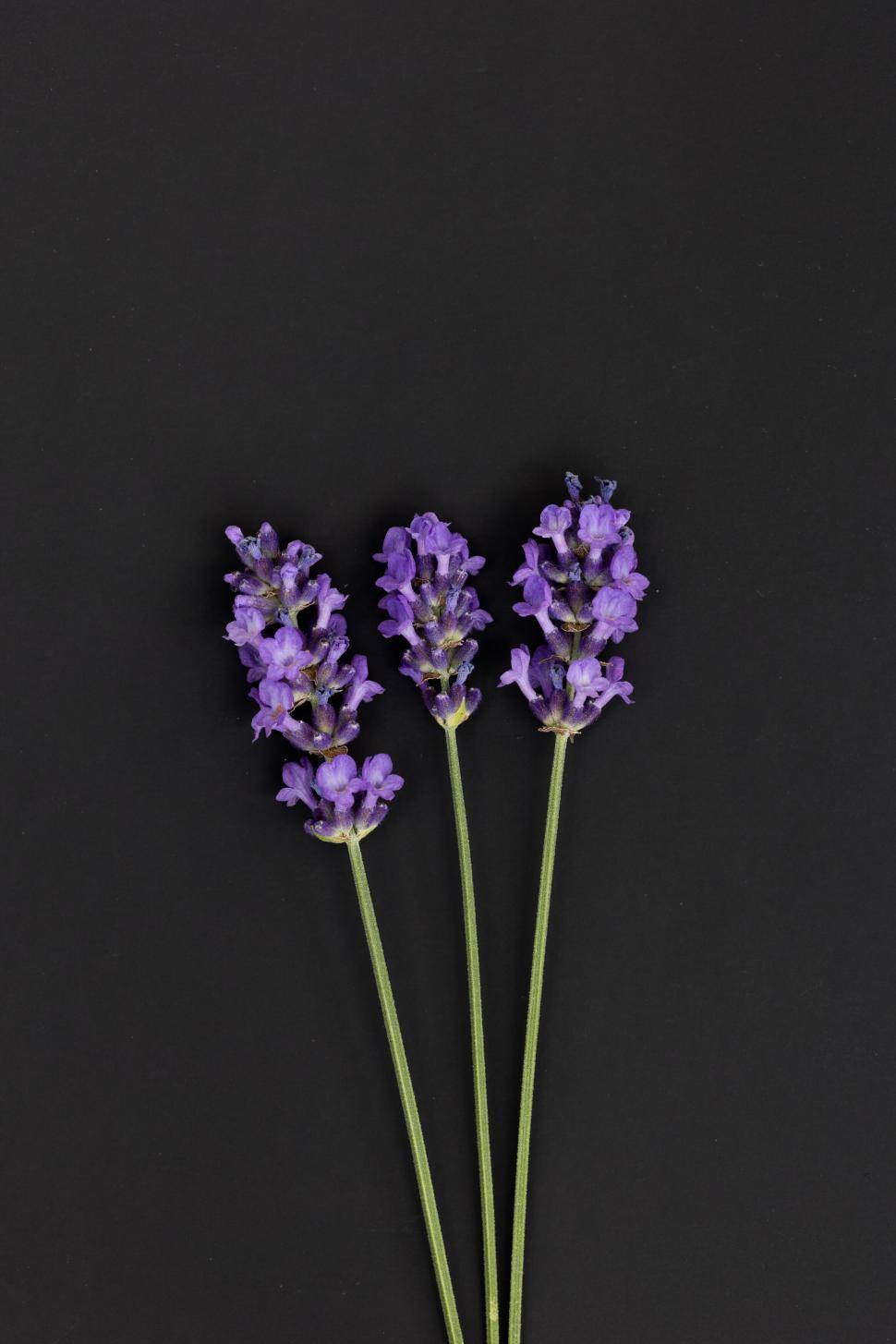 Free Image of Three lavender flowers on black background 