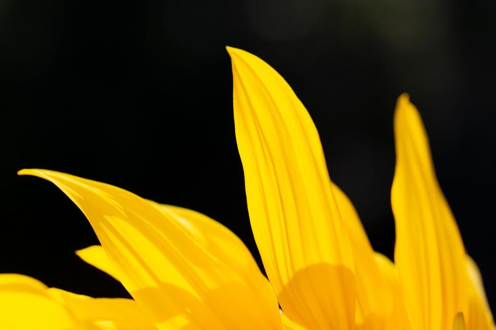 Free Image of Close-up of vibrant yellow sunflower petals 