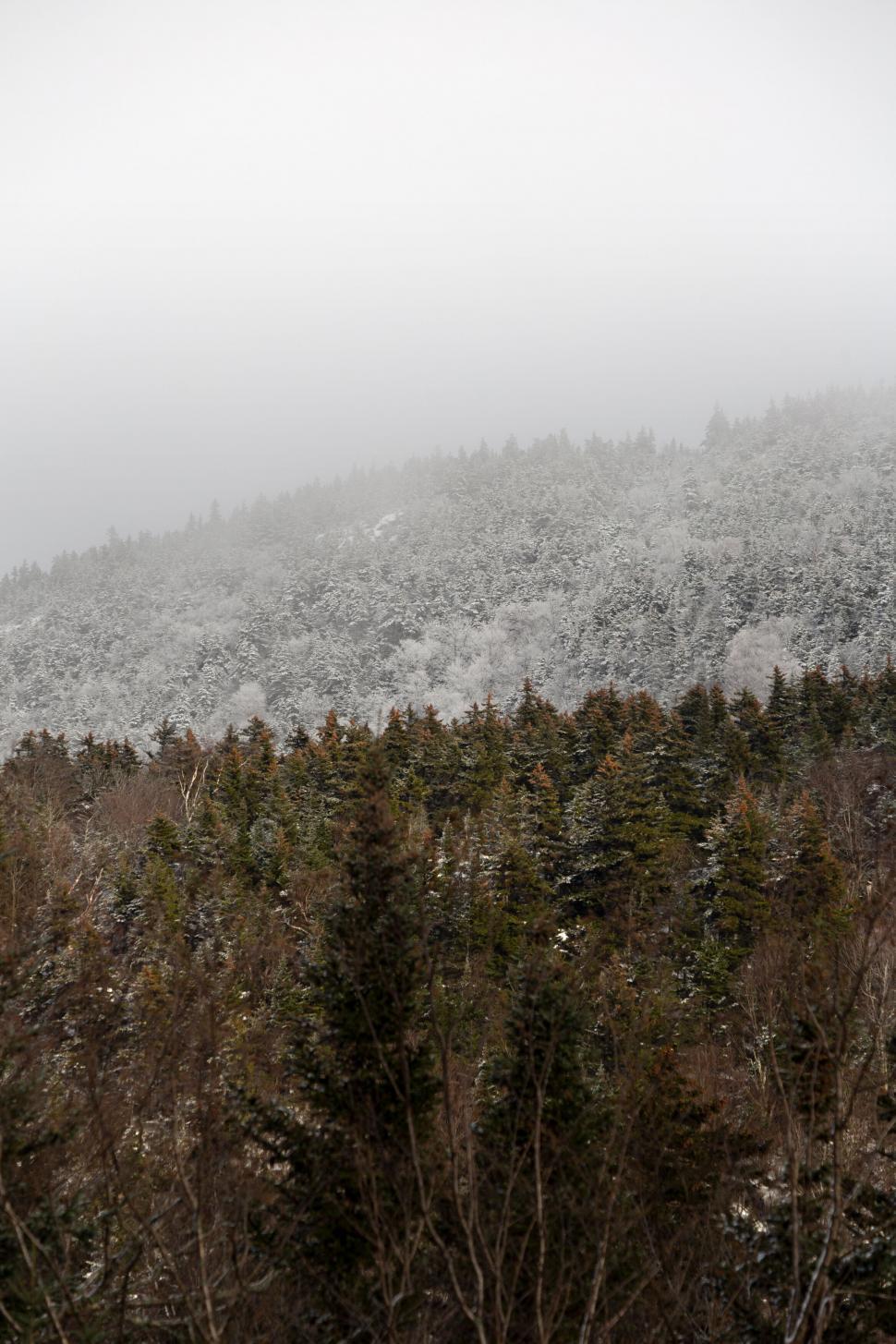 Free Image of Snowy forest landscape with cloudy sky 