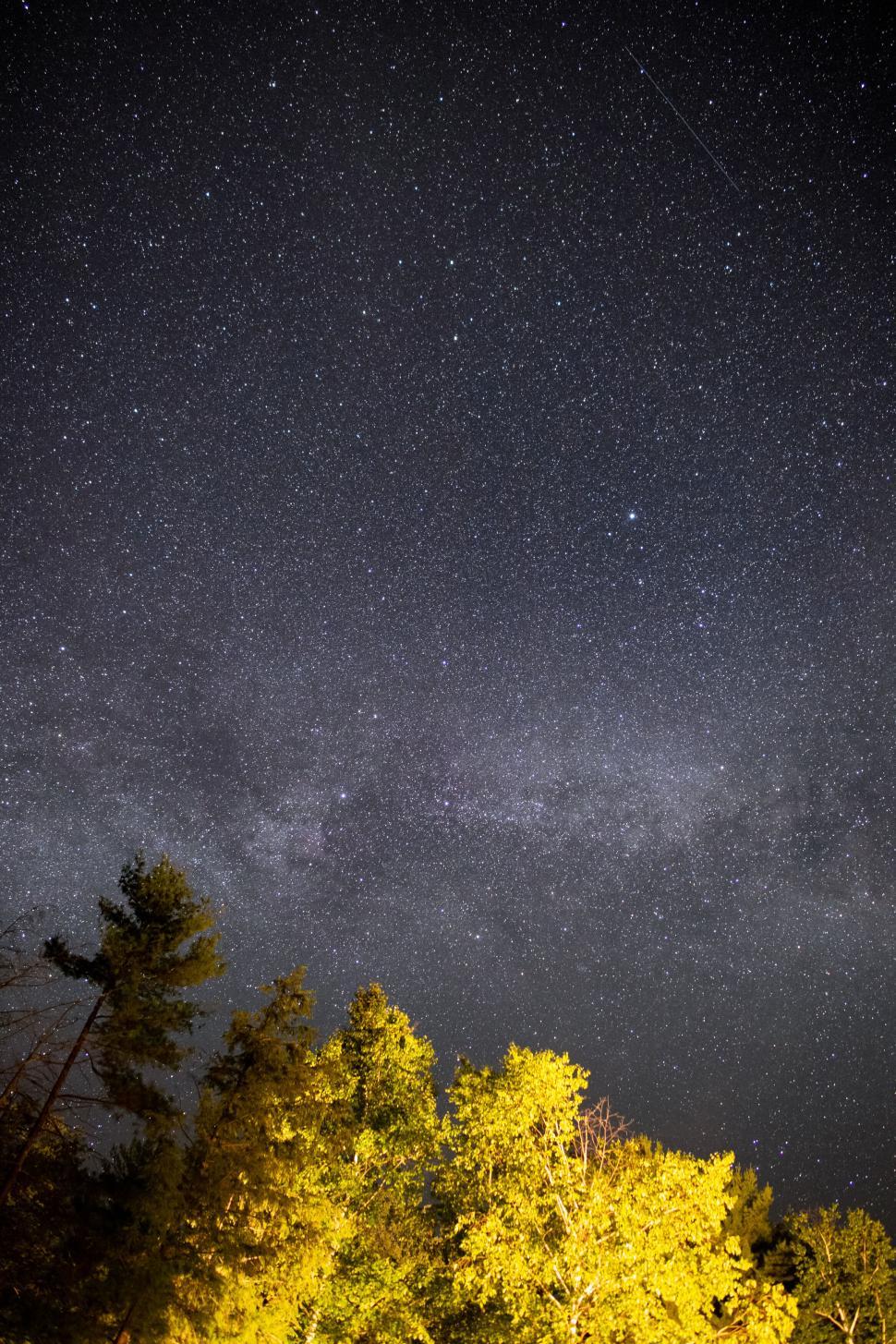 Free Image of Starry sky over illuminated forest trees 