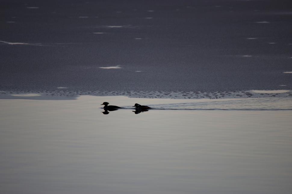 Free Image of Two ducks floating on a tranquil lake 