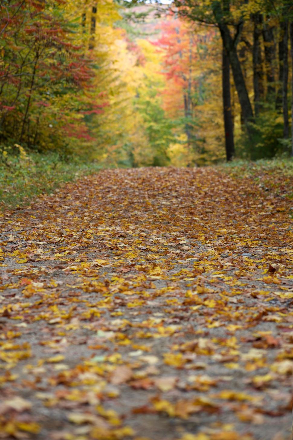 Free Image of Path covered in autumn leaves in forest 