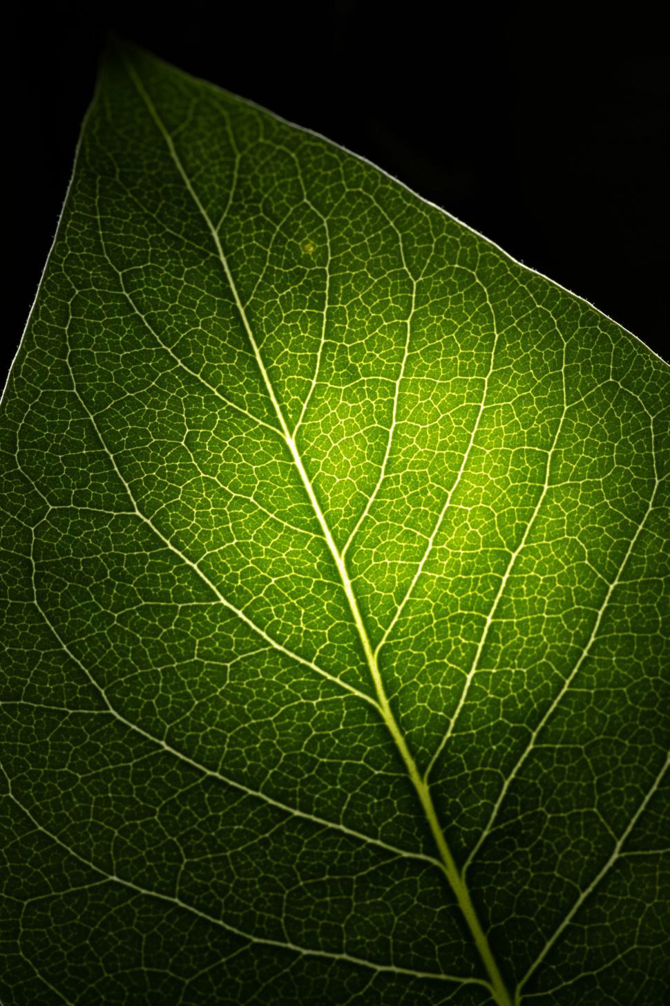 Free Image of Close-up of a vibrant green leaf texture 