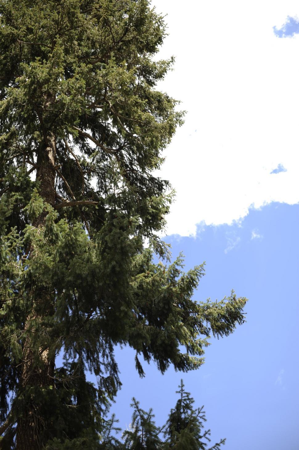 Free Image of Pine Tree 