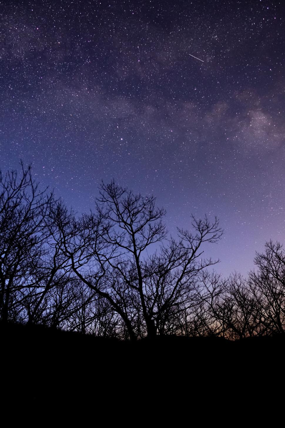 Free Image of Starry night sky over silhouetted trees 
