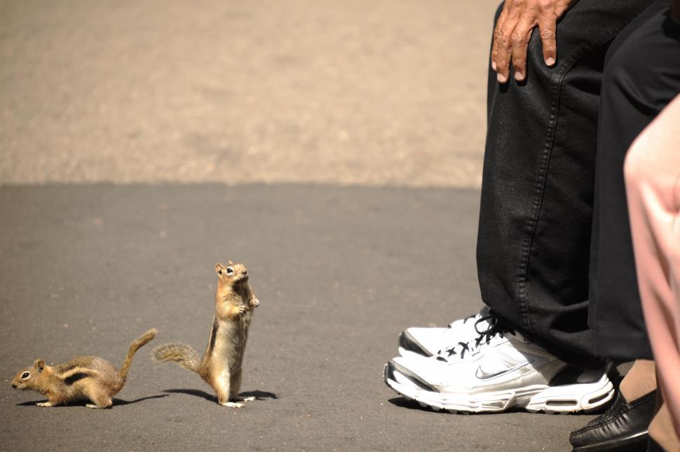 Free Image of Squirrels 