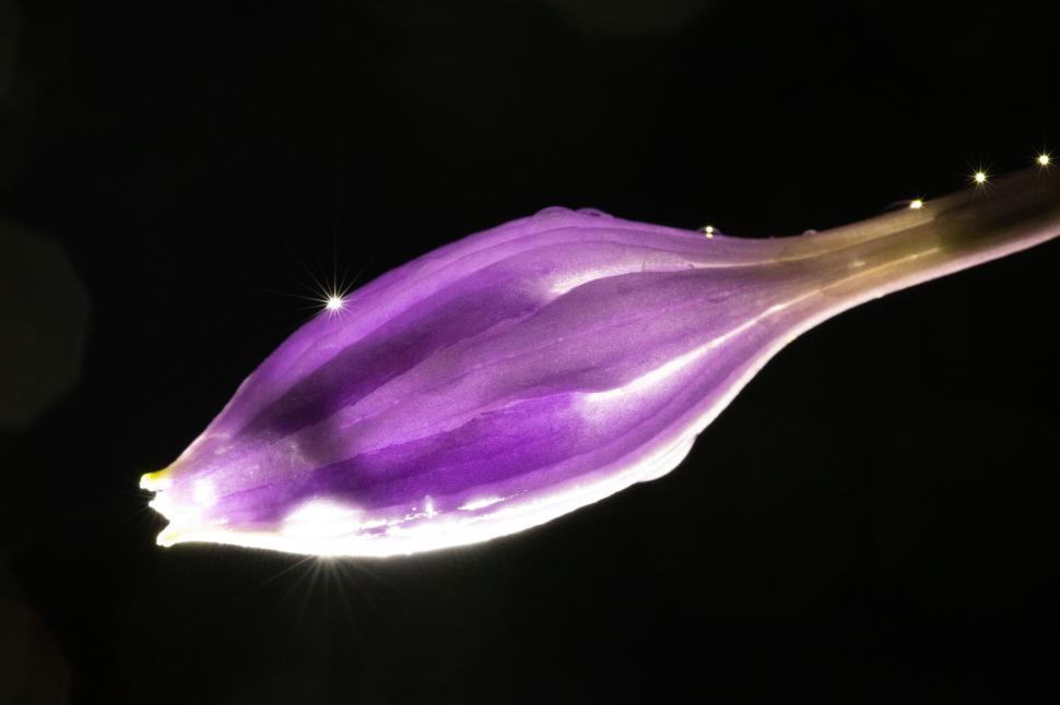 Free Image of Elegant purple flower with sparkling dewdrops 