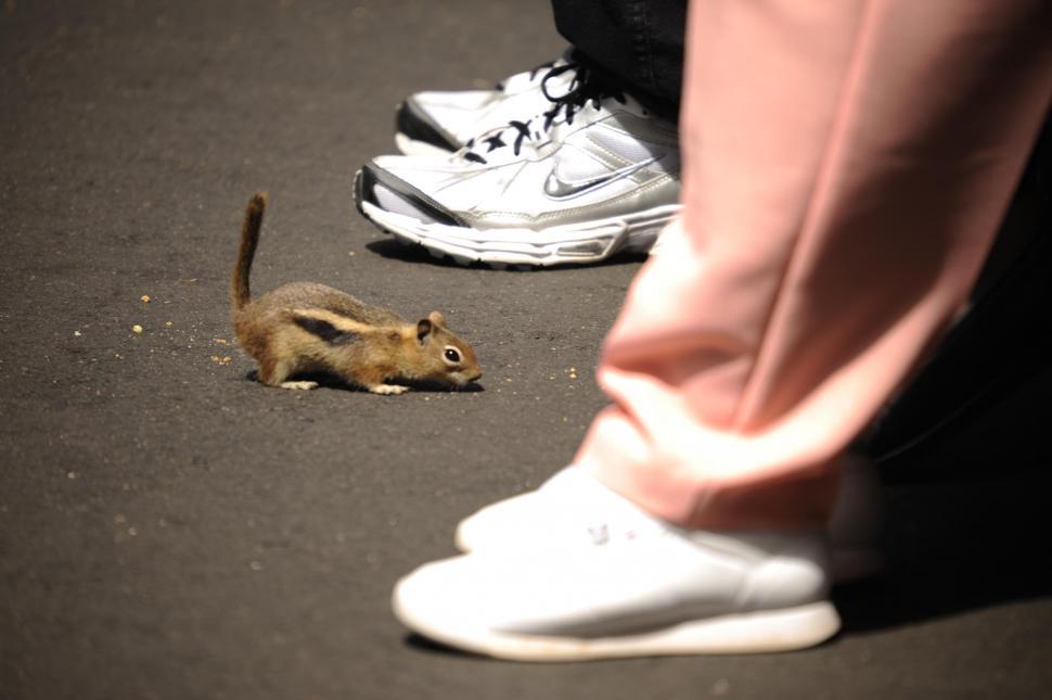 Free Image of Squirrel 