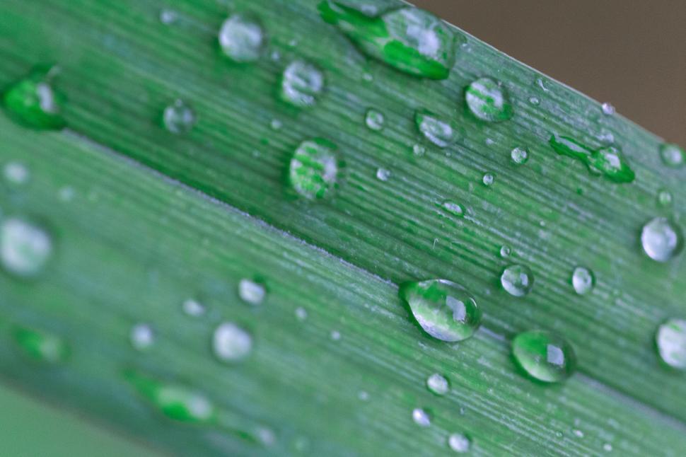 Free Image of Close-up of water droplets on a leaf 