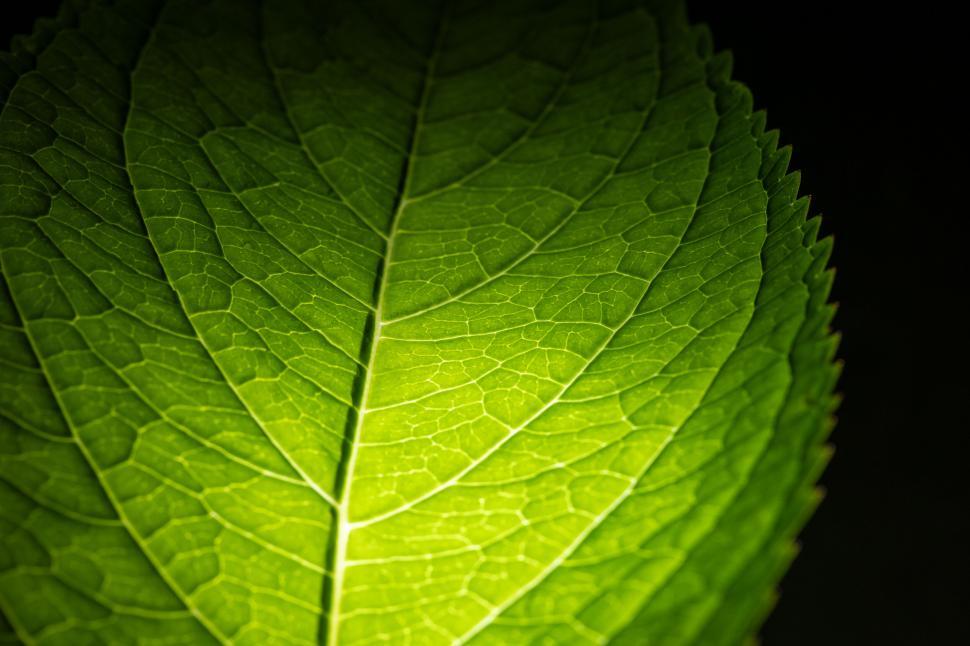 Free Image of Close-up of a vibrant green leaf 
