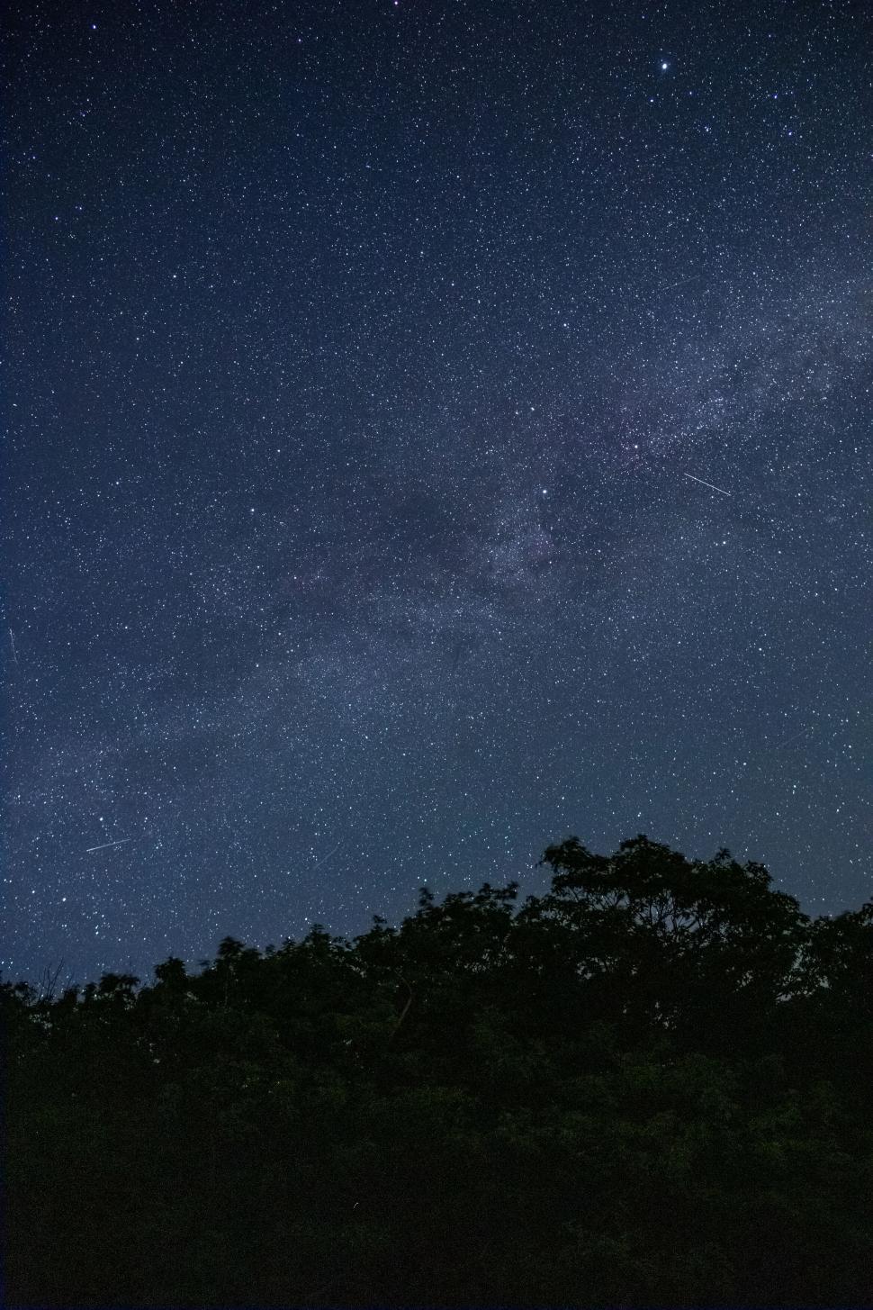 Free Image of Starry night sky over silhouette of trees 