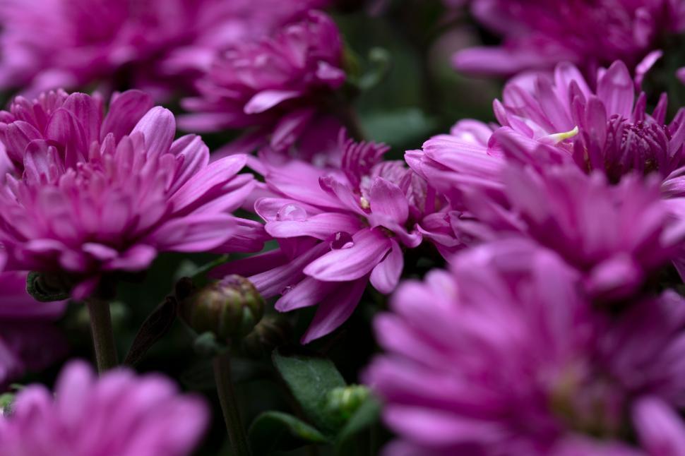 Free Image of Close-up of purple chrysanthemums in bloom 
