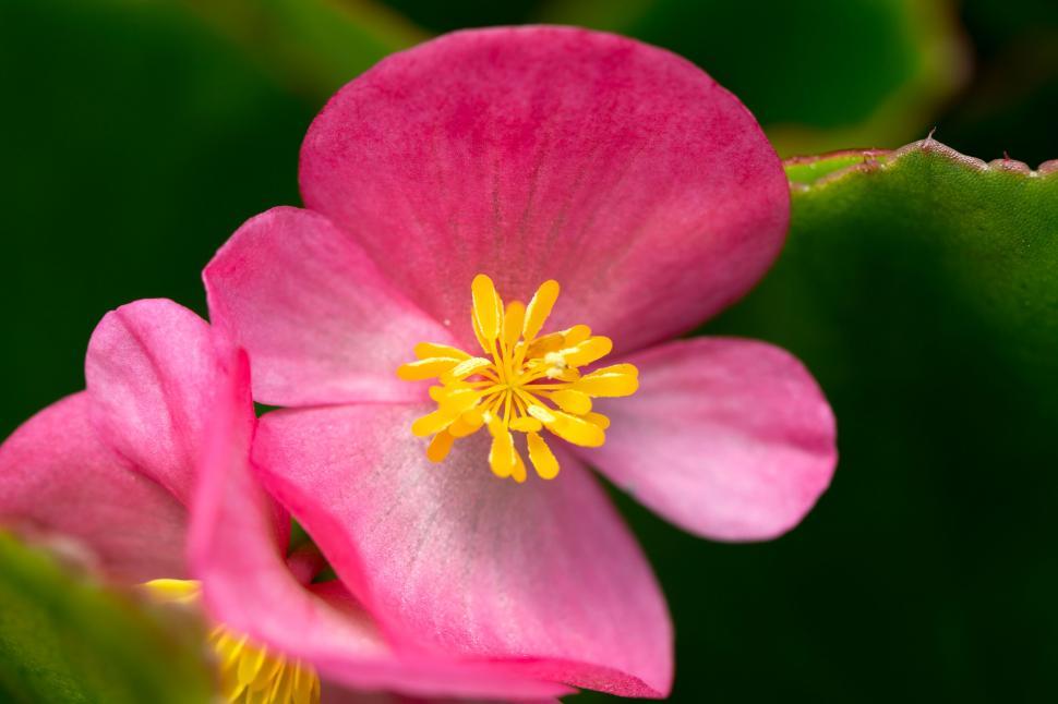 Free Image of Vibrant pink flower with yellow stamens 