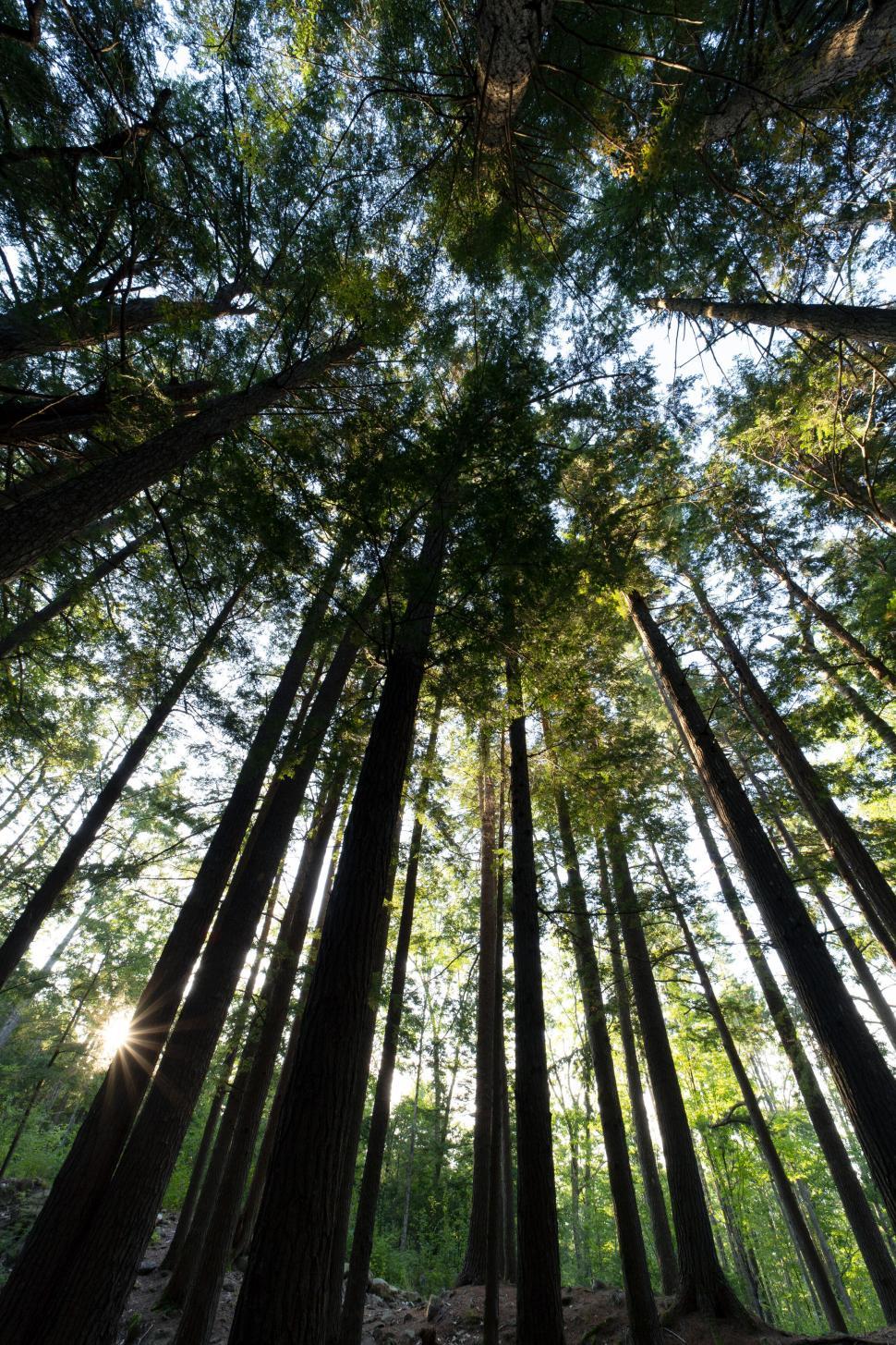 Free Image of Forest canopy with sunlight filtering through 