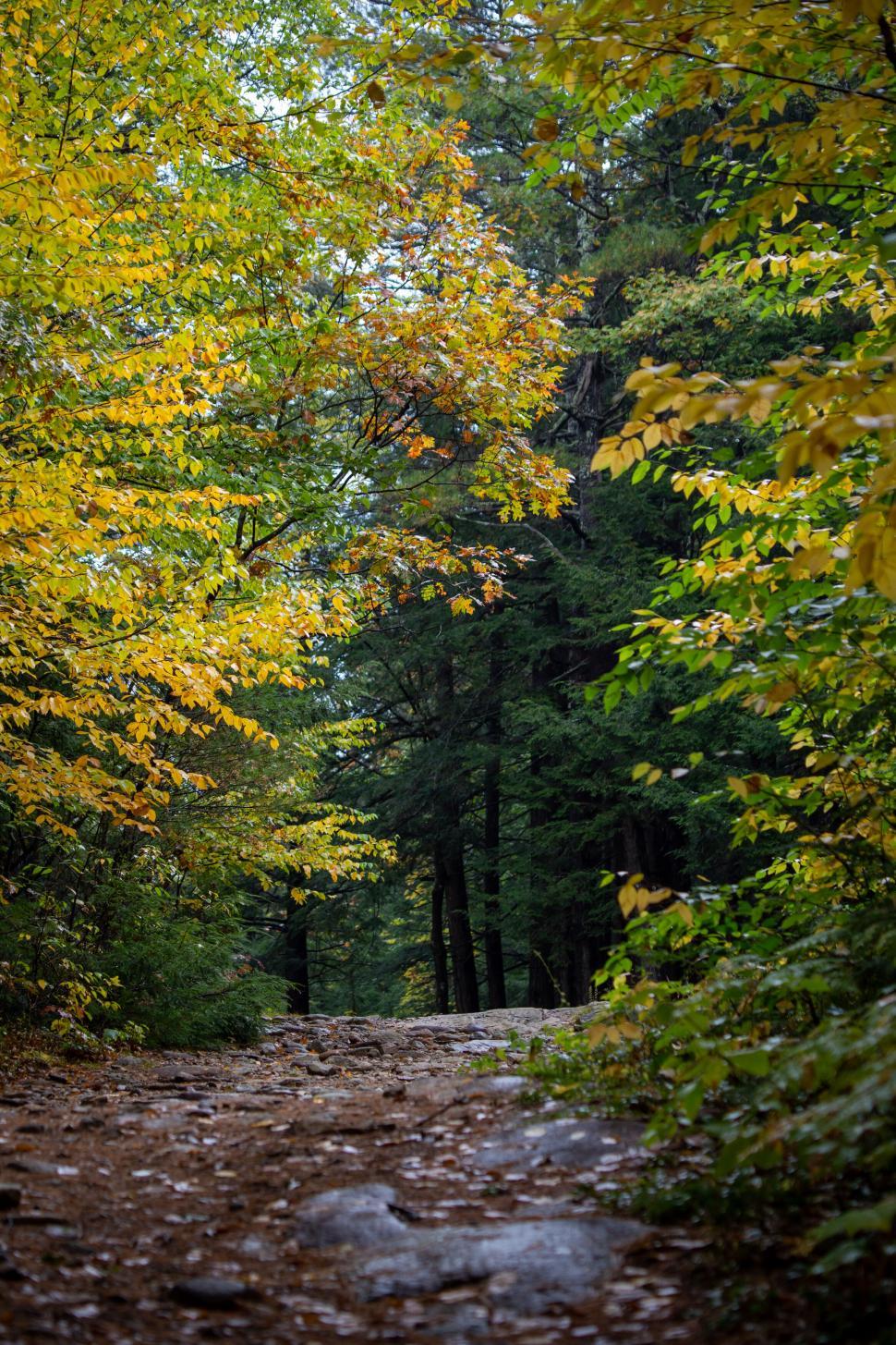 Free Image of Autumn pathway through a peaceful forest 