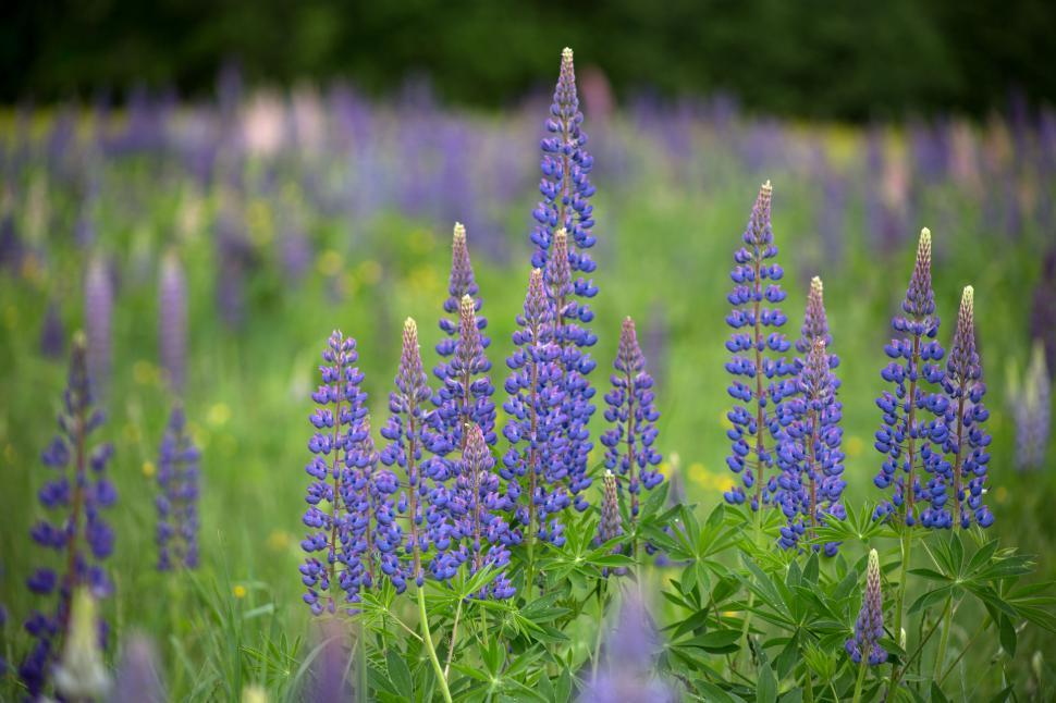 Free Image of Vibrant purple lupine flowers in bloom 