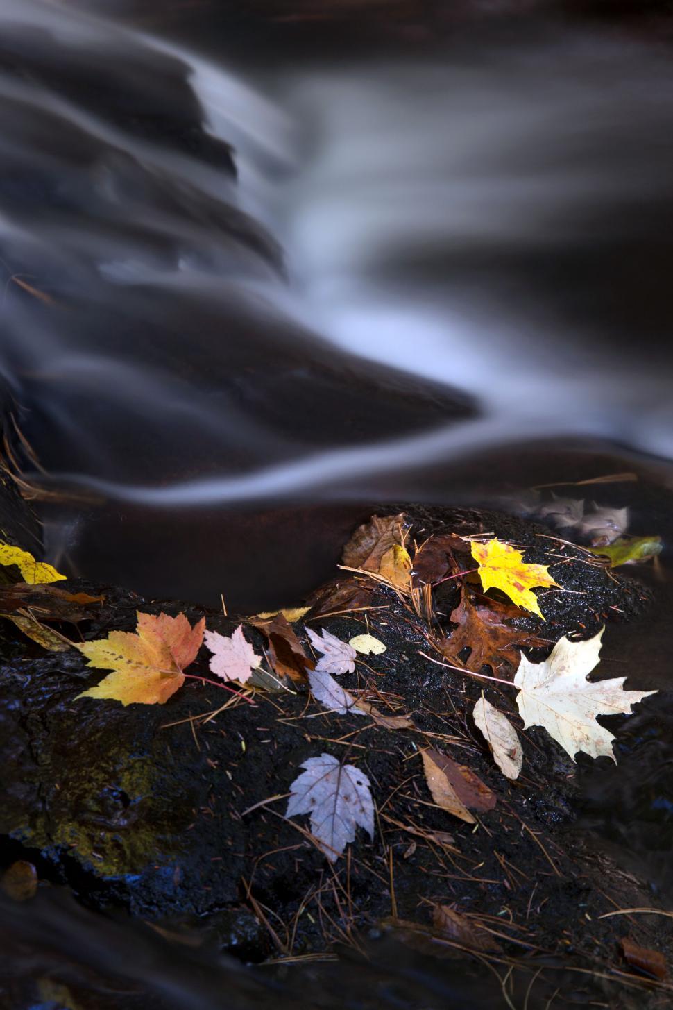 Free Image of Stream water flowing over colorful leaves 