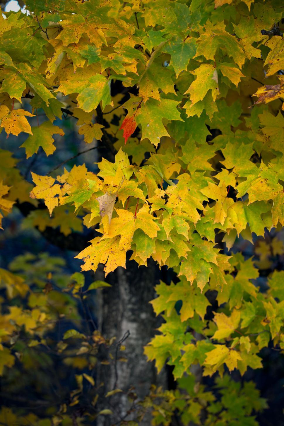 Free Image of Vibrant yellow autumn leaves on tree 
