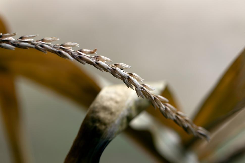 Free Image of Dry plant against an abstract background 