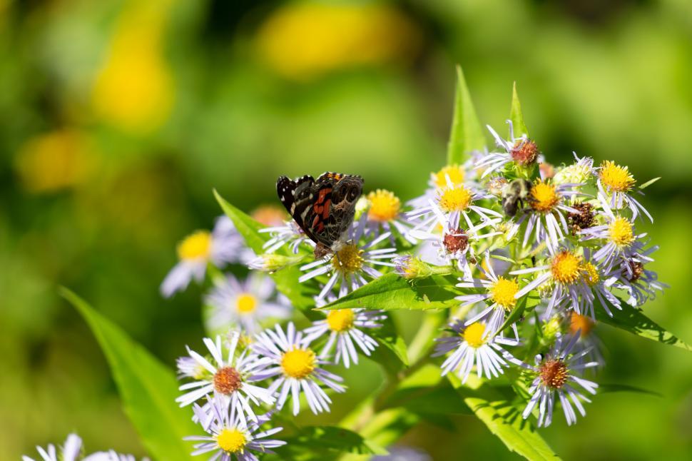 Free Image of Bright butterfly on wildflowers in sunlight 