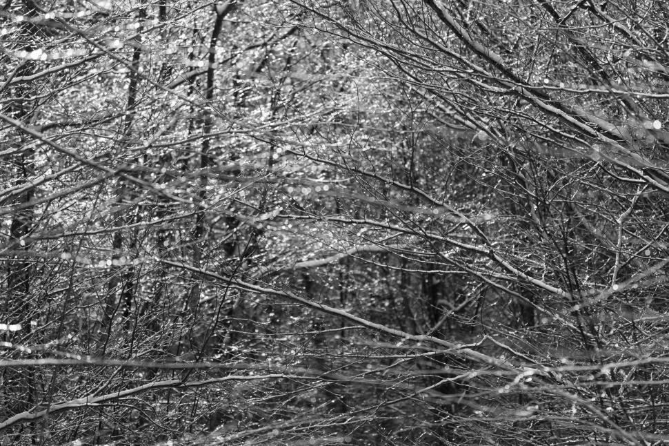 Free Image of Monochrome Forest Scene with Light Rays 