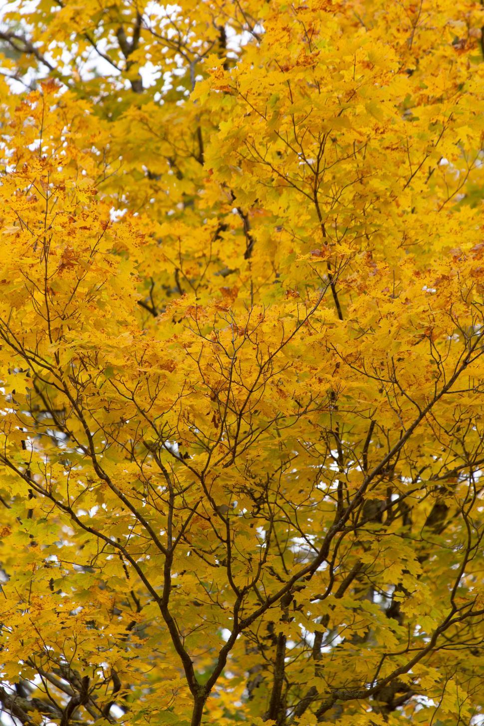 Free Image of Autumn tree with golden yellow leaves 