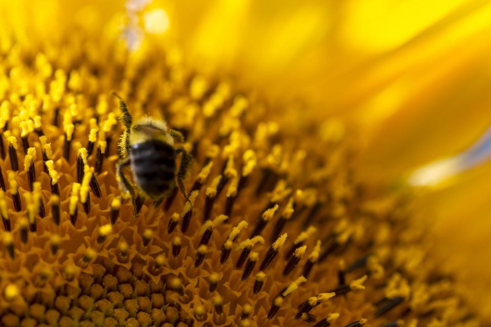 Free Image of Close-up of bee on a sunflower in bloom 