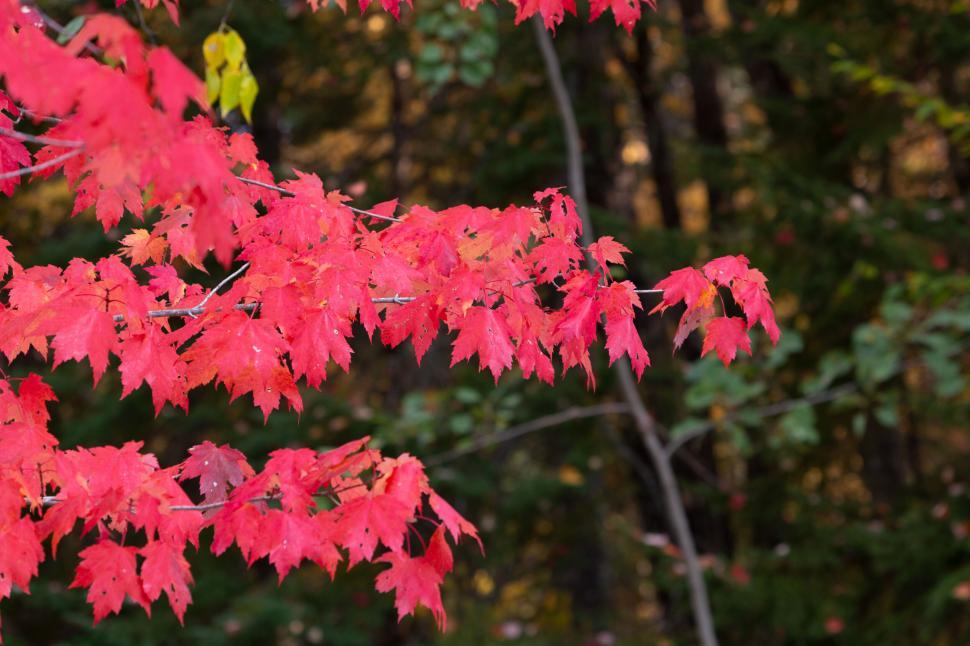 Free Image of Red autumn leaves on a tranquil forest path 
