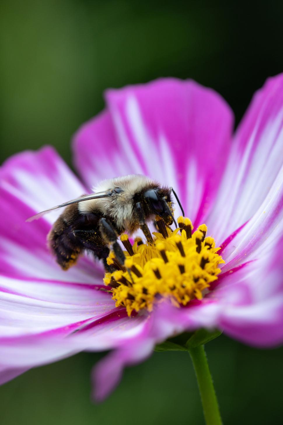 Free Image of Bumblebee on a colorful cosmos flower 