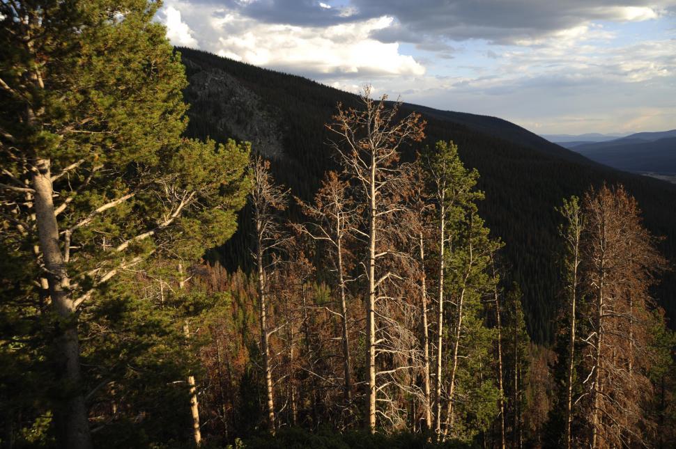 Free Image of Tall Trees  