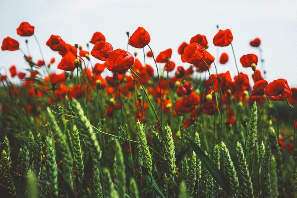 Free Image of Vibrant poppies blooming in a wheat field 