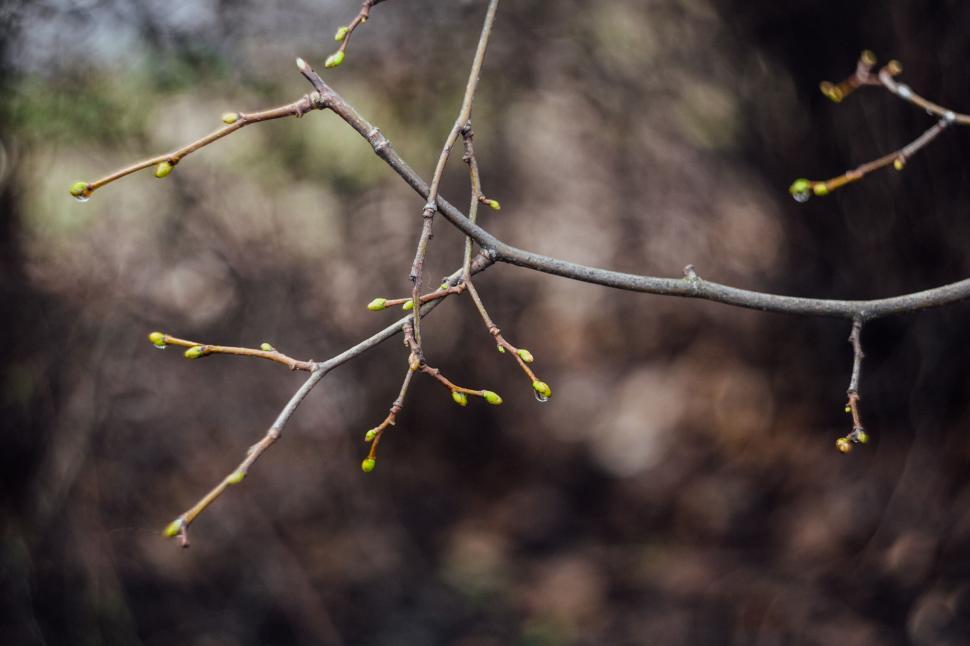 Free Image of Budding branches in selective focus 