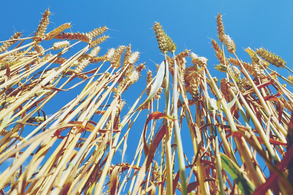 Free Image of Golden wheat field under blue sky 