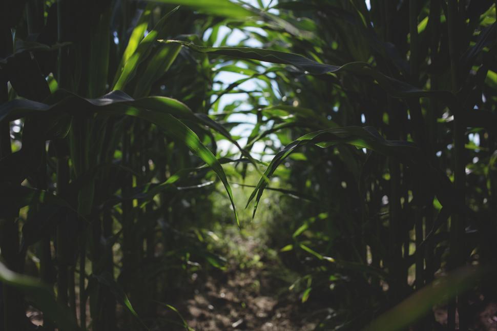 Free Image of Cornfield pathway under sunlight 