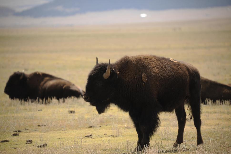 Free Image of Group of Bison 